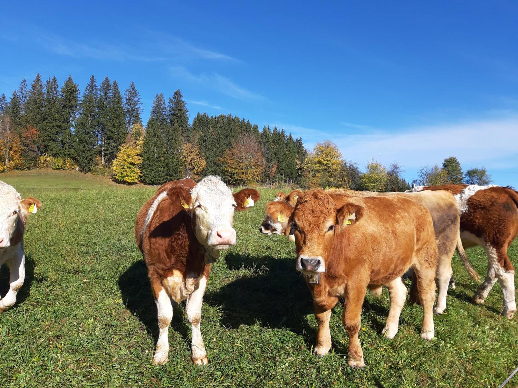 Bauernhof Ablass Goestling an der Ybbs
