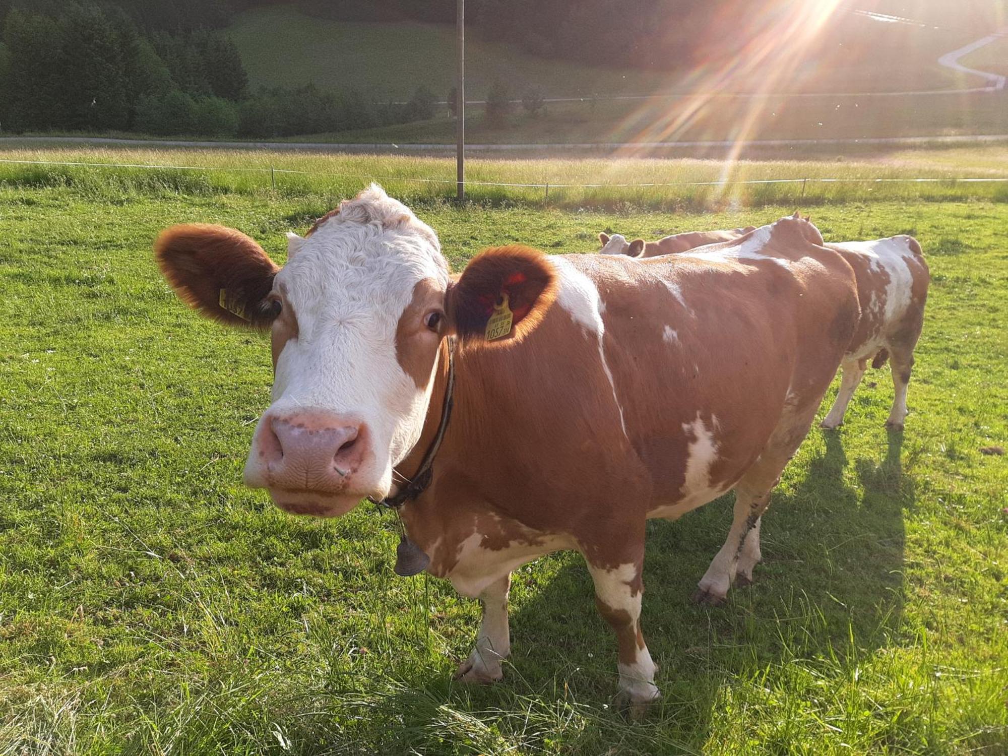 Bauernhof Ablass Homestay